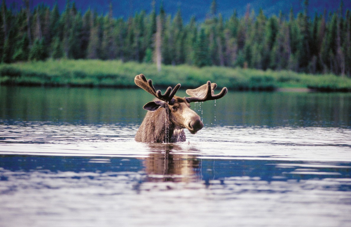 Quebec & Its Wildlife|Canada Self Drive Holiday 2017